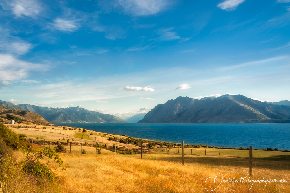 Golden grasses on the side of Lake Hawea